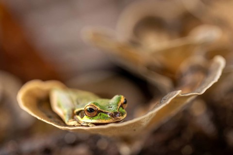 Masked tree frog (Smisisa phaeata), frogs (Rana), Costa Rica, Central America