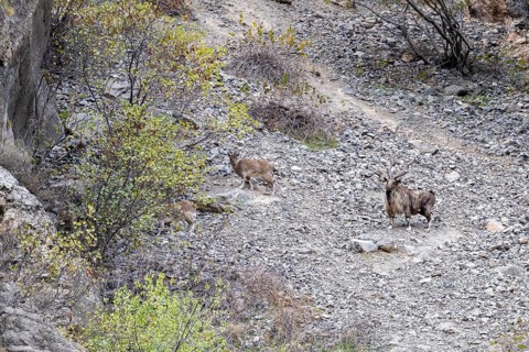 Screw goat (Capra falconeri), Markhor, Panj Valley, Gorno-Badakhshan Province, Tajikistan, Central