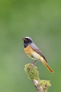 Redstart (Phoenicurus phoenicurus), male singing on a moss-covered branch, songbird, wildlife,