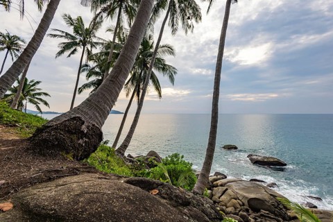 Wild beach with surf on the coast facing the Indian Ocean. Palm trees and high waves at sunset.