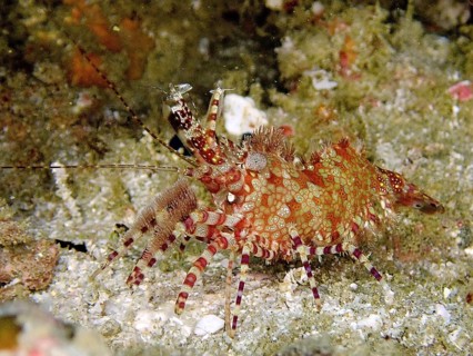 Shrimp with complex pattern, common marble shrimp (Saron marmoratus), on a coral reef, dive site