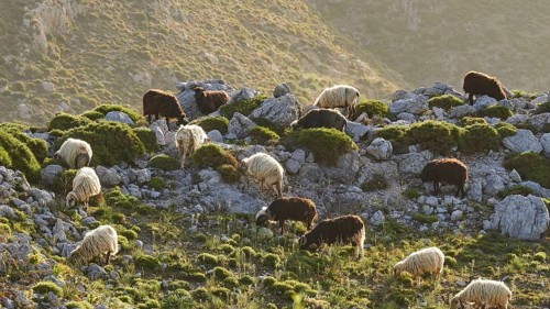 A flock of sheep grazing on a rocky slope, sheep (e) or goat (n), ovis, caprae, Crete, Greek