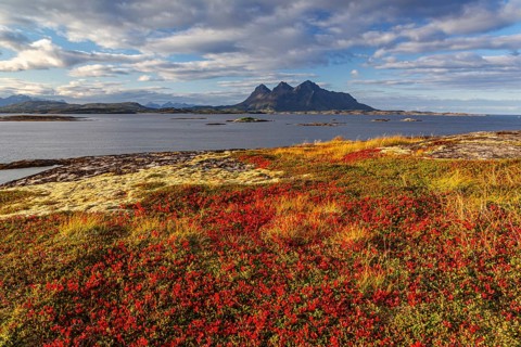 Autumn coloured tundra, morning light, cloudy mood, mountains, coast, Tranoy, Ofoten, Norway,