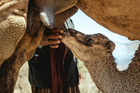 Camel calf suckling on its mother's udder on the camel farm of Sheikh Ahmed Ali Al-Mahri, camel