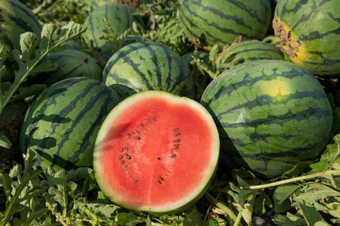 Melons, harvest, watermelon, near Bad Krozingen, Markgräflerland, Breisgau, Black Forest, Germany,