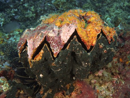 A giant grouper oyster (Hyotissa hyotis), clam, with orange-black surface on a coral reef, dive