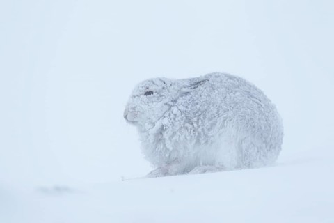 Mountain hare (Lepus timidus) adult animal in its winter coat on a snow covered mountain side,