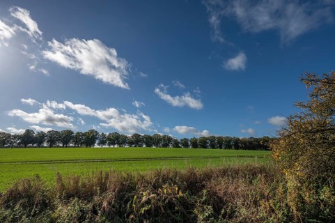 Linden avenue (Tilia platyphyllos), blue sky, Rehna, Mecklenburg-Vorpommern, Germany, Europe