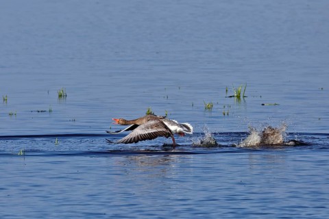 Greylag goose (Anser anser), territorial fight of gander, territorial behaviour, Flusslandschaft