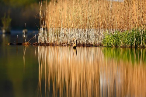 Alder quarry forest in the morning on the Peene with reflection of the trees in the water,