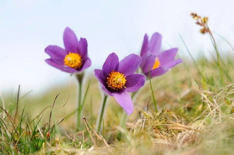 Group of purple Pasque flowers with yellow centre in a meadow in spring, Pasque flower (Pulsatilla