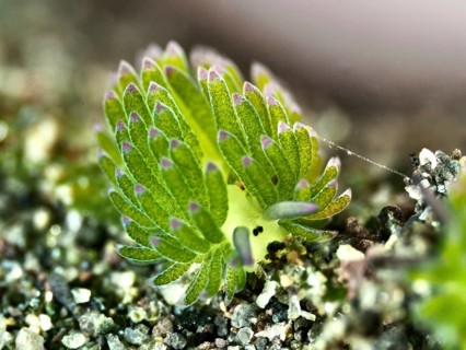 A green leaf sheep snail (Costasiella kuroshimae), called Shaun the Sheep. Marine snail with