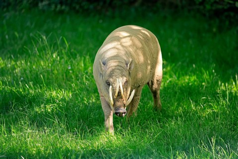 Deer boar (Babyrousa), adult, male, running, foraging, Sulawesi