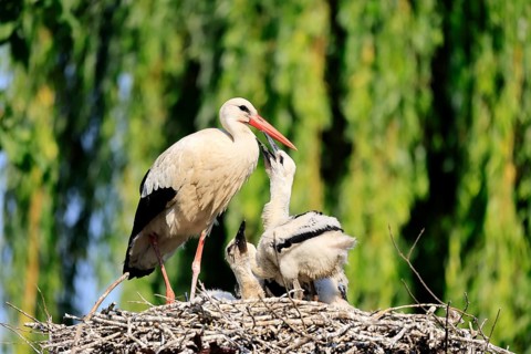 White stork (Ciconia ciconia), adult, juvenile, chick, nest, family, Heidelberg, Germany, Europe