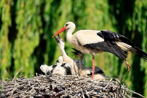 White stork (Ciconia ciconia), adult, juvenile, begging, chick, nest, family, Heidelberg, Germany,