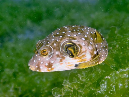 A juvenile white-spotted pufferfish (Arothron hispidus) floats in the water in front of green