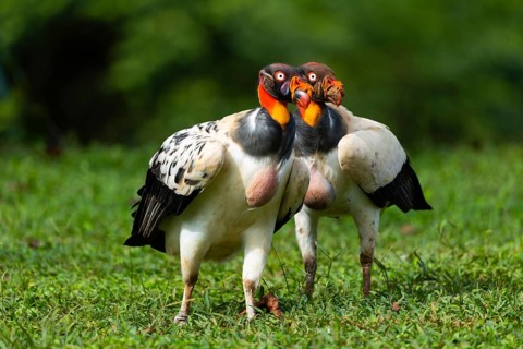 King vulture (Sarcoramphus papa), cock, vulture birds (Aegypiinae), Laguna del Lagarto Lodge,