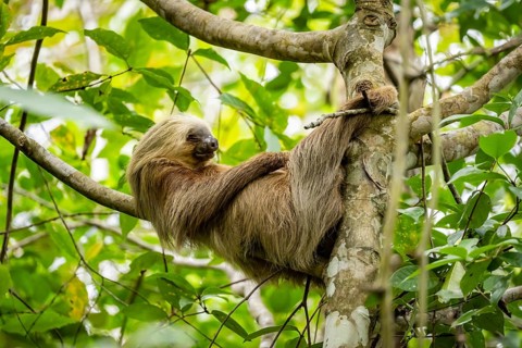 Hoffmann's two-fingered sloth (Choloepus hoffmanni) sleeping on a branch, Cahuita National Park,