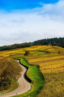 Hilly landscape with vineyards and winding road in autumn, Ballrechten-Dottingen, Breisgau,