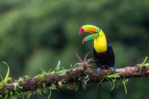 Fishing Toucan (Ramphastos sulfurantus), Toucans (Ramphastidae), Laguna del Lagarto Lodge,