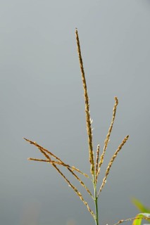 Close-up of an ear of grass against a blurred background, maize (Zea mays), Bavaria
