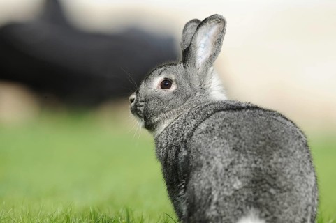 Grey hare photographed from the side on a green meadow, domestic rabbit (Oryctolagus cuniculus