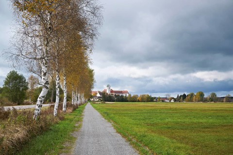 Bog birch (Betula pubescens), on the circular path of the Federsee lake nature reserve, UNESCO