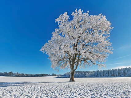 English oak (Quercus robur, synonym: Quercus pedunculata), in hoarfrost, Schlatt, Müswangen, Canton