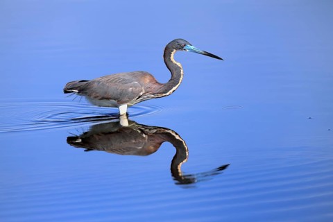 Tricoloured Heron (Egretta tricolor), adult, in the water, foraging, Merritt Island, Black Point