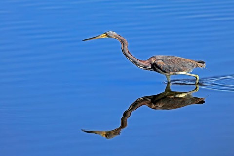 Tricoloured Heron (Egretta tricolor), adult, in the water, foraging, Merritt Island, Black Point