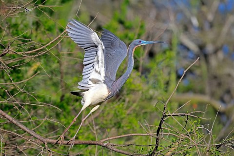 Tricoloured Heron (Egretta tricolor), adult, on tree, flying up, St. Augustine, Florida, USA, North
