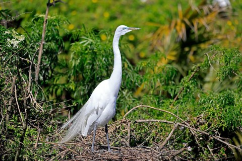 Great Egret (Ardea alba), adult, breeding plumage, decorative feathers, at the nest, Orlando,
