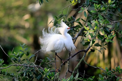 Great Egret (Egretta thula), adult, in breeding plumage, during breeding season, courtship display,