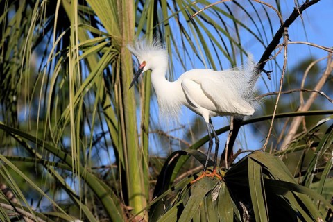 Great Egret (Egretta thula), adult, in breeding plumage, during breeding season, on tree, St.