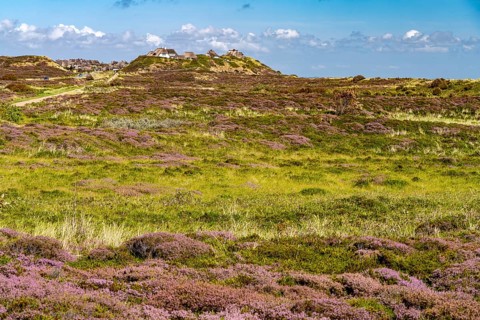 Blooming heathland and thatched roof houses near List, island of Sylt, North Friesland district,