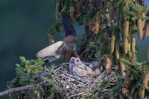 Common kestrel (Falco tinnunculus) at the nest with young birds, Daun, Eifel, Rhineland-Palatinate,