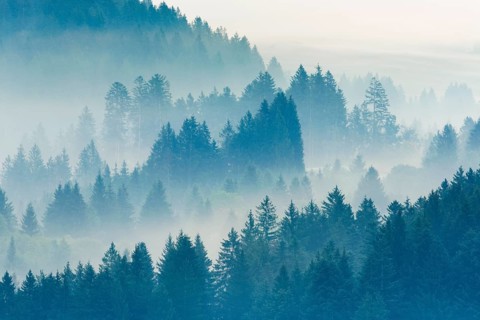 Fog and forest in Oberägeri in the canton of Zug, Switzerland, Europe