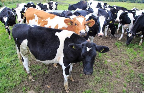 Calves in field at Ufford, Suffolk, England, UK