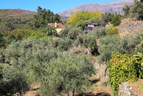 Farmhouse in olive grove, Aldenueva de la Vera, La Vera, Extremadura. Spain
