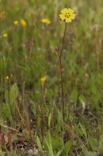 Annual rock-rose (Tuberaria guttata), Tuberaria, Cistaceae, Malvales, Angiospermae, Angiospermae,