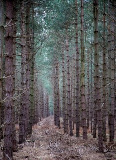 Rows of conifer trees standing in line, Rendlesham Forest, Suffolk, England, United Kingdom, Europe