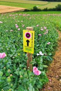 Hiking trail, circular trail in the opium poppy (Papaver somniferum), sign with inscription, poppy