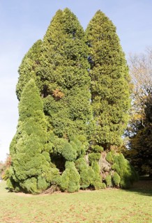 Lawson cypress tree, Chamaecyparis Lawsoniana, National arboretum, Westonbirt arboretum,