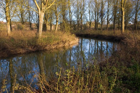River Deben meandering through willow tree woodland at Campsea Ashe, Suffolk, England, United