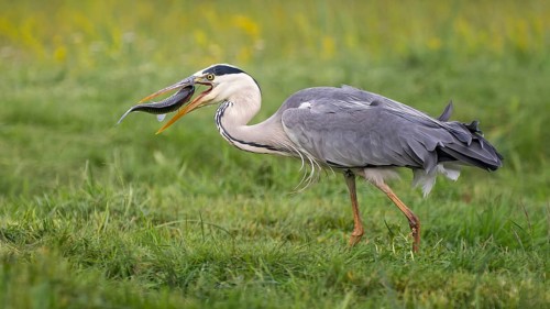Grey heron (Ardea cinerea) with white fish as prey, hunting, preying, sunrise, morning light,