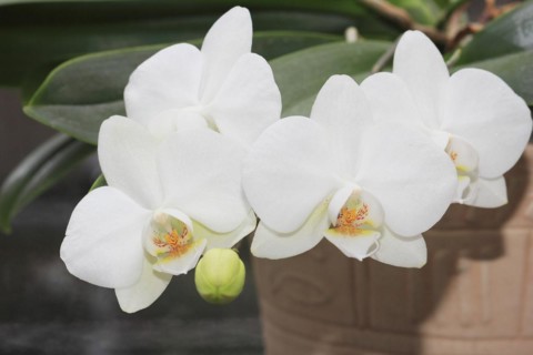 White orchid (Phalaenopsis), flowers in a flower pot, North Rhine-Westphalia, Germany, Europe