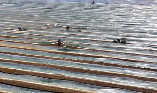 The first asparagus is harvested from a foil-covered asparagus field, Beelitz, 26/03/2024