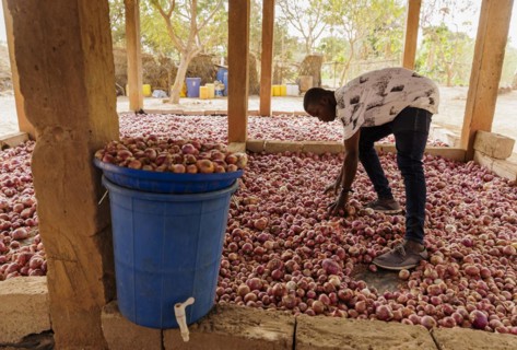 Onions, grown with organic fertiliser at the agroecological training centre Centre Beo-Noree in