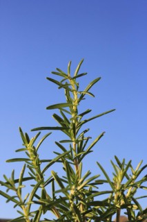 Rosemary (Salvia rosmarinus), in the blue sky, North Rhine-Westphalia, Germany, Europe