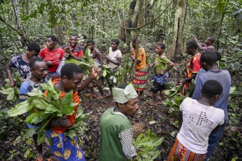 Pygmies of the Baka or BaAka people dancing, Dzanga-Sangha Special Dense Forest Reserve,